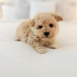 Dean - Apricot male Maltipoo puppy in Wilson, North Carolina from Cedar Creek Doodles
