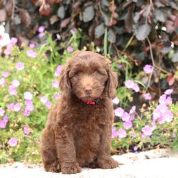 Hot Pink - Chocolate female Australian Labradoodle puppy in Williamstown, New York from Lewis Manor Labradoodles