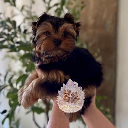 Flint (Ready Now 3,000) - Black and tan male Yorkshire Terrier puppy in Pittsburg, California from Crystal Garden Yorkies