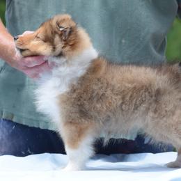 Mini Me - Sable and white female Shetland Sheepdog puppy in North Carolina from Sunway Kennels