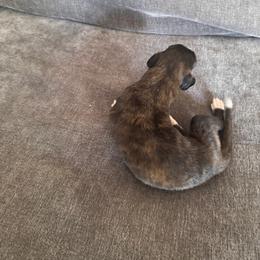 Boy red sable - Red sable male Borzoi puppy in Texas from Royal Chase Borzoi