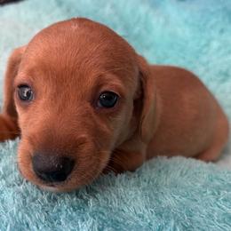 Boy 1 - Fawn (Isabella) male Dachshund puppy in Cherokee, Oklahoma from Special “K” Dachshunds