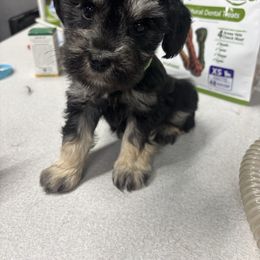 Ellie - Black and silver female Miniature Schnauzer puppy in Plaucheville, Louisiana from Honey Doux Southern Paws