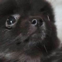 Pomeranians from Keyz Pomeranians