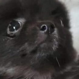 Pomeranians from Keyz Pomeranians