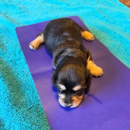 Ketchup - Black and Cream Brindle - Black and cream male Dachshund puppy in Pueblo, Colorado from HotDachs