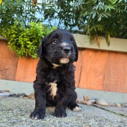 Meg - Parti female Saint Berdoodle puppy in Castle Rock, Washington from PNW Saint Berdoodles