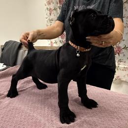 Hawk - Black male Cane Corso puppy in Lubbock, Texas from Hub City Kennel