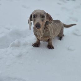 Luna - Dachshund