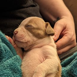 Olde English Bulldogge Puppies from Bachman Olde English Bulldogge LLC