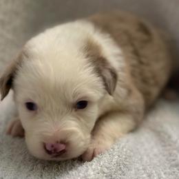 Grimlock - Red merle male Australian Shepherd puppy in Albertville, Alabama from Salt Creek Aussies