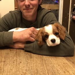 Cavalier King Charles Spaniel and Golden Retriever Puppies from Country Goldens and Mountain Top Cavaliers