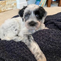 Portuguese Water Dog Puppies from Stacy's PWD Portuguese Water Dogs