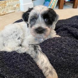 Portuguese Water Dog Puppies from Stacy's PWD Portuguese Water Dogs