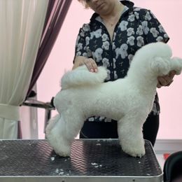 Bichon Frise and Havanese All Grown Up from Cambeas Puppies