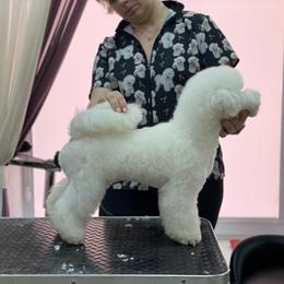 Bichon Frise and Havanese All Grown Up from Cambeas Puppies