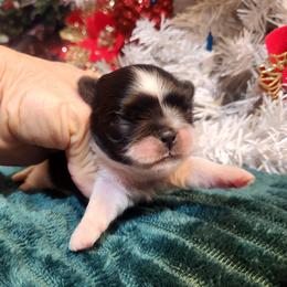 Pekingese, Poodle, and Shih Tzu Puppies from Happy puppies
