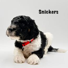 Snickers - Phantom male Goldendoodle puppy in Milford, Pennsylvania from Doodles Are Golden