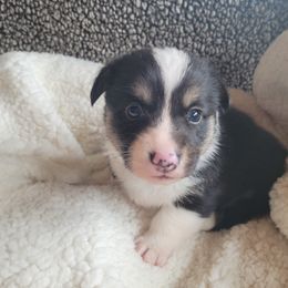 Pembroke Welsh Corgi Puppies from Montana Corgi Corral