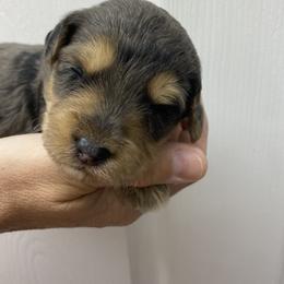 Sheepadoodle Puppies from Sarah Pearl’s Mini Sheepadoodles