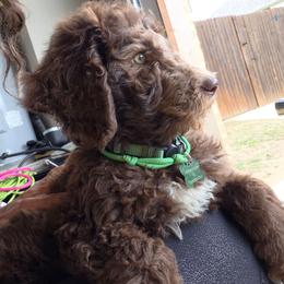 Lord Idris Elbarkington Pupperton - Cafe au lait male Poodle puppy in Midlothian, Texas from Pristine Puppies & Signature Studs