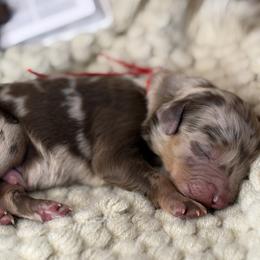 Shepherd - Merle male Assorted Doodle Crosses puppy in West Monroe, Louisiana from Southern Haven Doodles