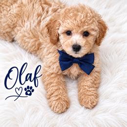 Olaf - Apricot male Maltipoo puppy in Huntington Beach, California from Boujeepups