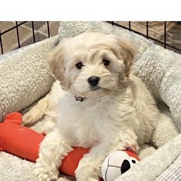 Cockapoos from Troy Bailey