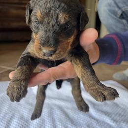 By color - Grizzle and tan male Airedale Terrier puppy in Oxford, Ms, Mississippi from Yocona River Airedale
