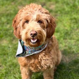 Rosie - Goldendoodle
