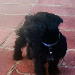 Miniature Schnauzer Puppies from Blue Ribbon Schnauzers