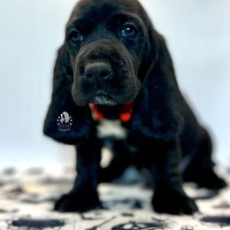 Doctor Doom - Black and white male Basset Hound puppy in Dingess, West Virginia from Tuckers' Howling Hounds