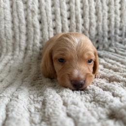 Dash - Red male Dachshund puppy in Blackstone, Virginia from Dainty Dachshunds