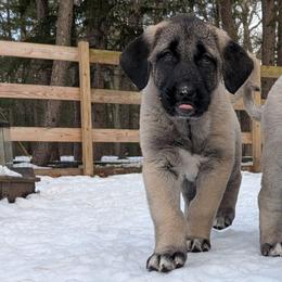 Michael - Gray fawn male Anatolian Shepherd Dog puppy in Jackson, New Jersey from Homestead Heaney