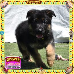 DREYERS BIG GIRL - Black and red female German Shepherd puppy in Murrieta, California from Diamond Oaks German Shepherds