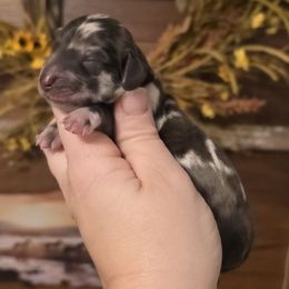 Girl 1 - Dapple female Dachshund puppy in Romney, Indiana from Brown's Valley Dachshunds