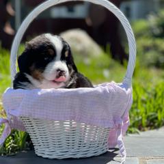 Bernese Mountain Dog Puppies from Queenstown Fine Bernese