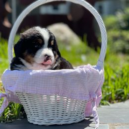 Bernese Mountain Dog Puppies from Queenstown Fine Bernese