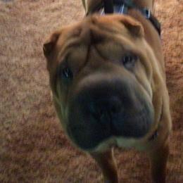 Chinese Shar-Pei from Bilderbear Shar-Pei