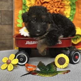 Orange - Yang - Black and red male German Shepherd puppy in Iola, Wisconsin from Aus Hütehunde German Shepherds
