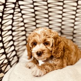 Cavapoo, Cockapoo, and Poodle Puppies from Benji’s Cockapoos