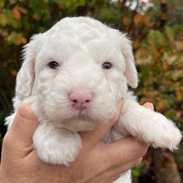 Black - White female Sheepadoodle puppy in Archer, Florida from Gainesville Sheepadoodles
