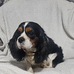 Aussiedoodle, Cavalier King Charles Spaniel, Companion Cross, French Bulldog, Goldendoodle, Morkie, Pomsky, Pug, and Yorkshire Terrier All Grown Up from We R Puppies