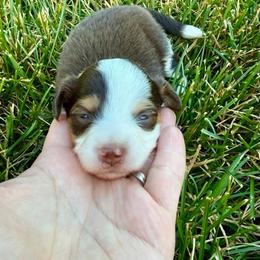 MUFFIN - female Sporty Mix puppy in Livonia, Michigan from M7’s Shelties, Toonies & AussieDoodles