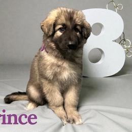 Prince - Black and tan male Shiloh Shepherd puppy in Lancaster, Ohio from Brick Chapel Shilohs