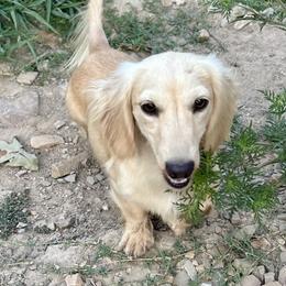 Dolly - Dachshund