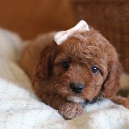 Cavapoo, Goldendoodle, and Poodle Puppies from Dlm_doodles