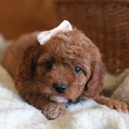 Cavapoo, Goldendoodle, and Poodle Puppies from Dlm_doodles