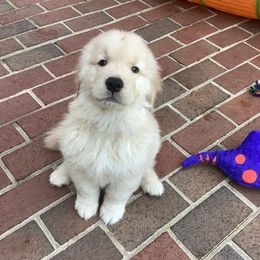 Golden Retriever Puppies from Goldens for You