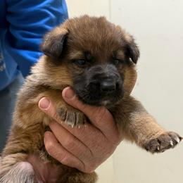 Sable - Sable female German Shepherd puppy in Winchester, Kentucky from Drache Feld